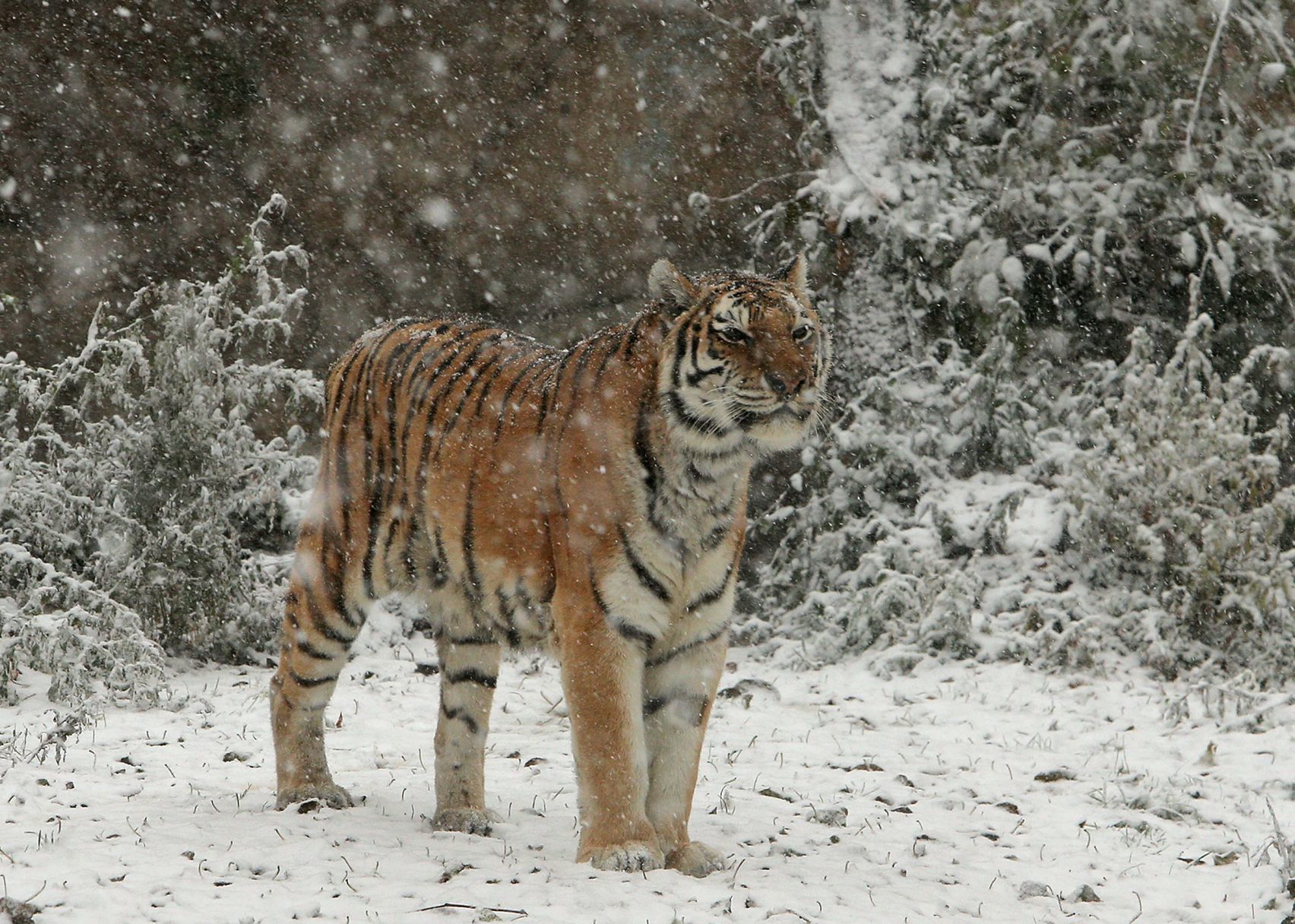 First snow covers the Zoo
